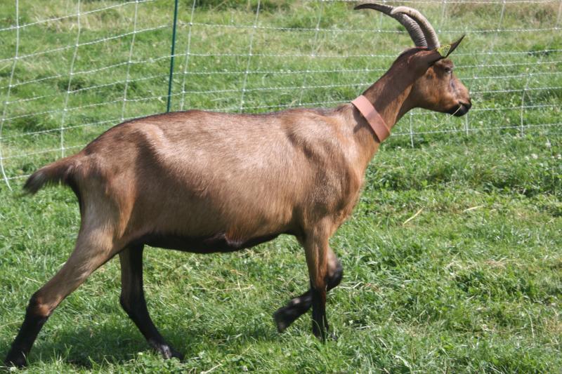 capra alpina franceza