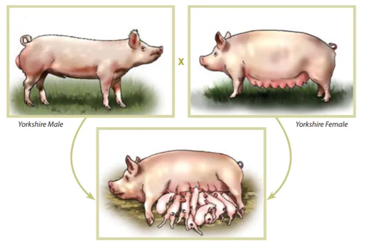 Reproducere porc